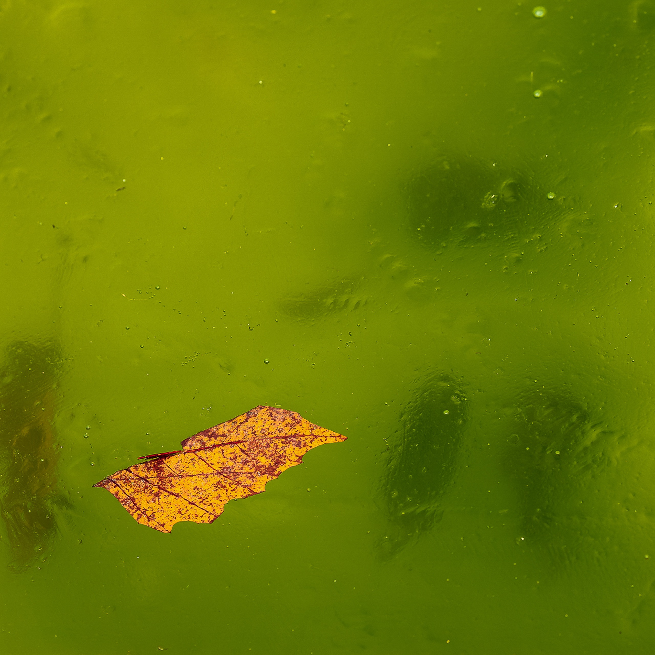 Blätter im Eis (II)