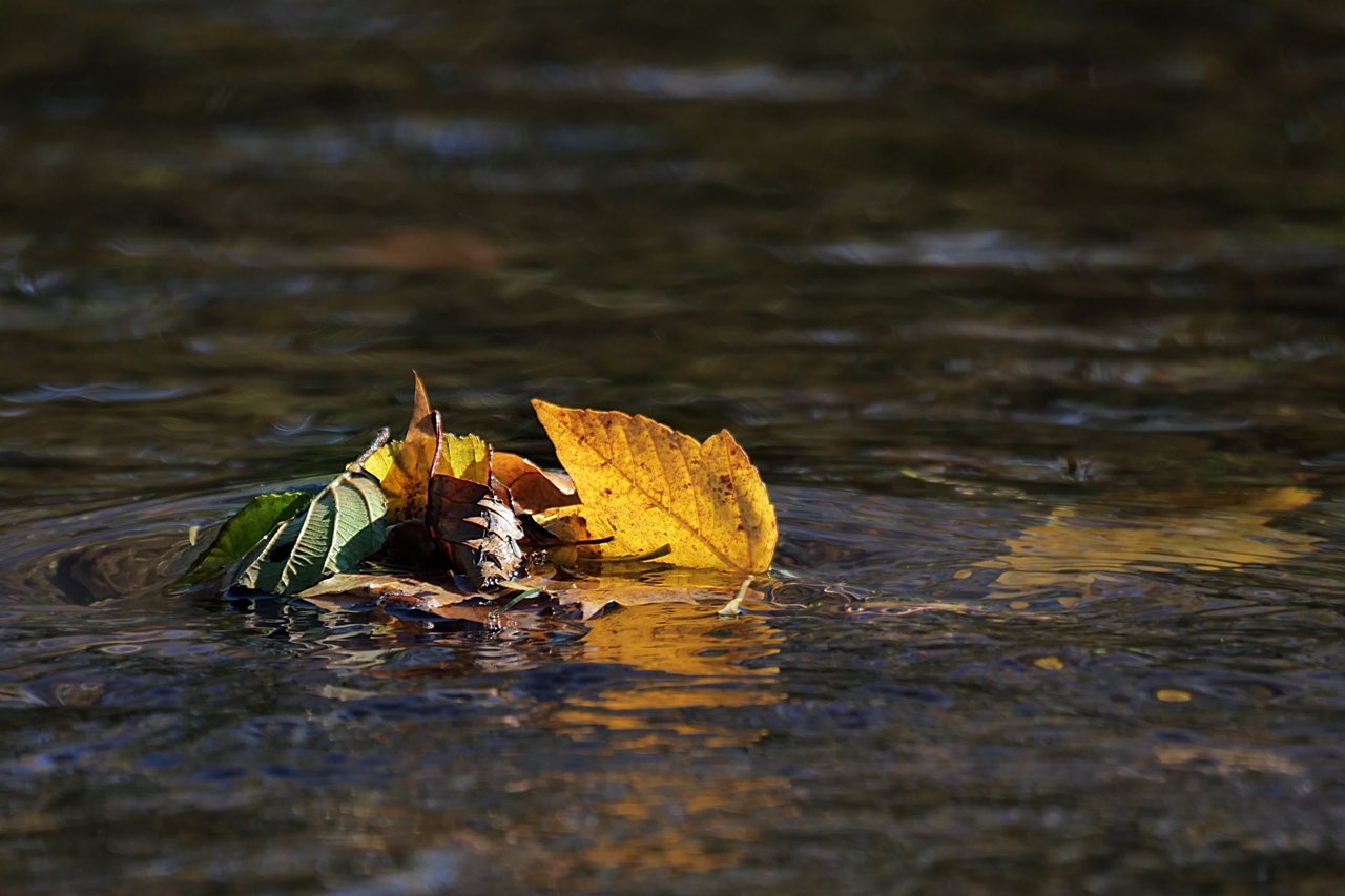 Blätter im Fluss Format 2zu3.jpg