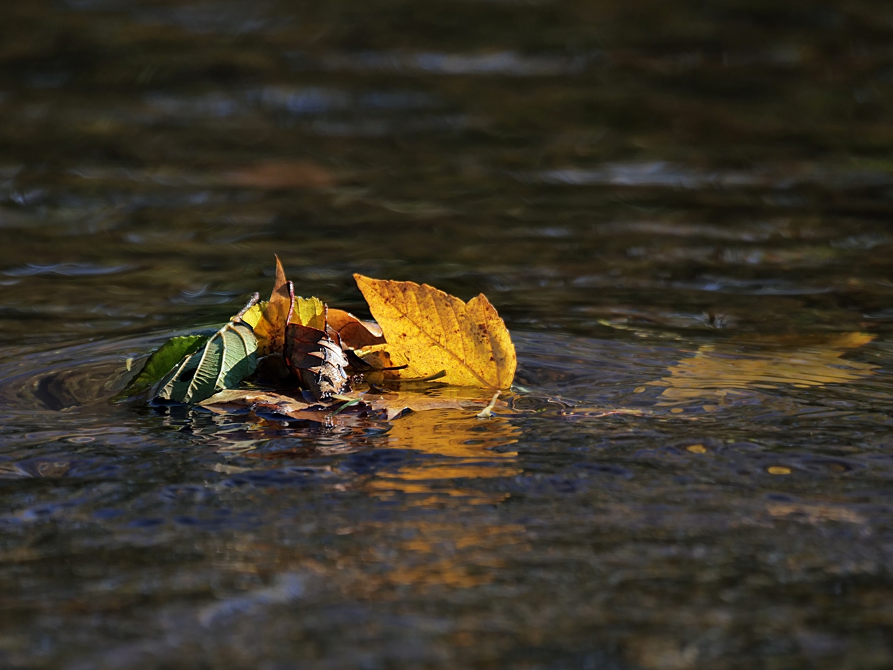 Blätter im Fluss.jpg