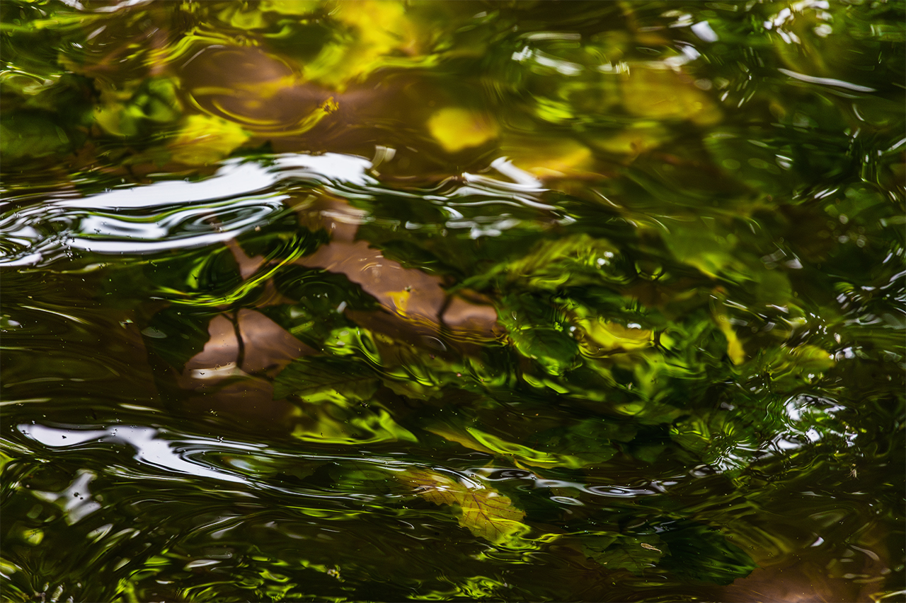 Blätter unter Wasser