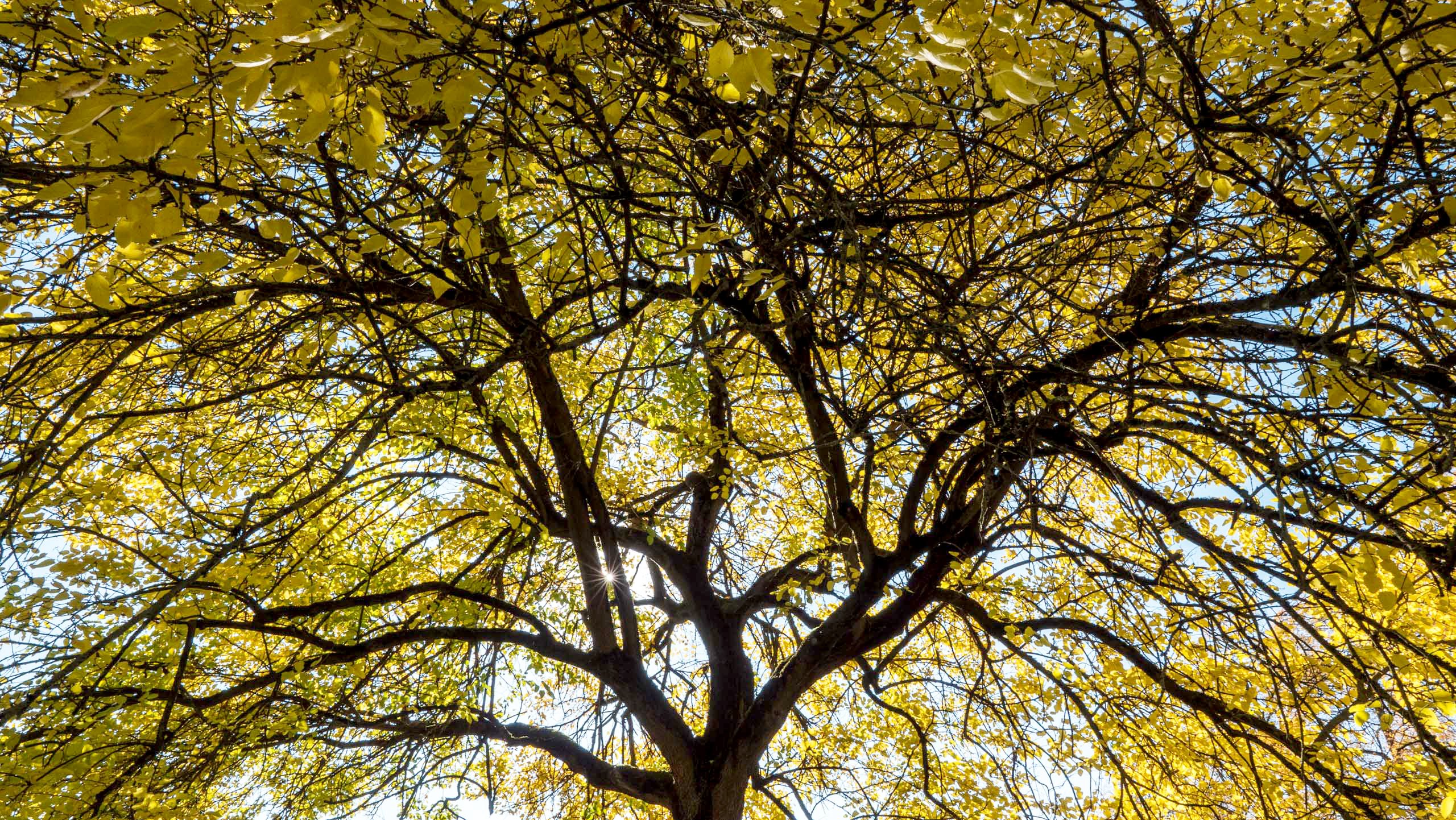 Blätterdach im Herbst