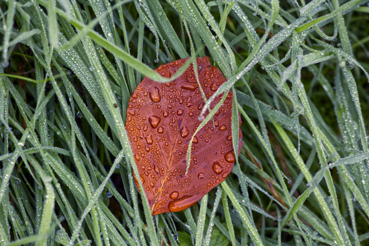 Blatt im Morgentau