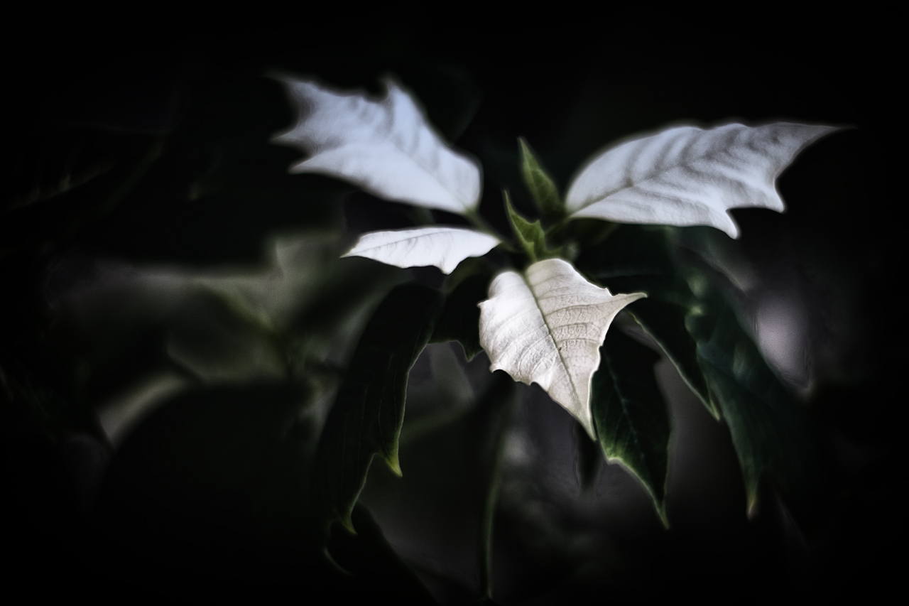 Blatt.
