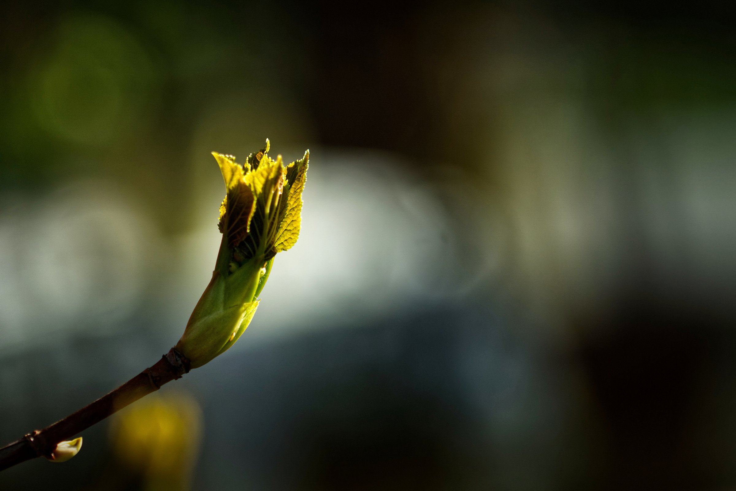 Blattknospe der Kletterhortensie