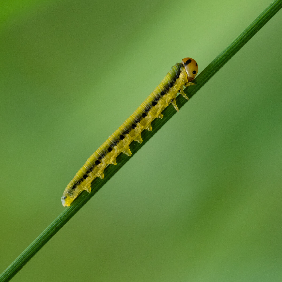 Blattwespe Raupe (2 Variante mit Blick nach oben)