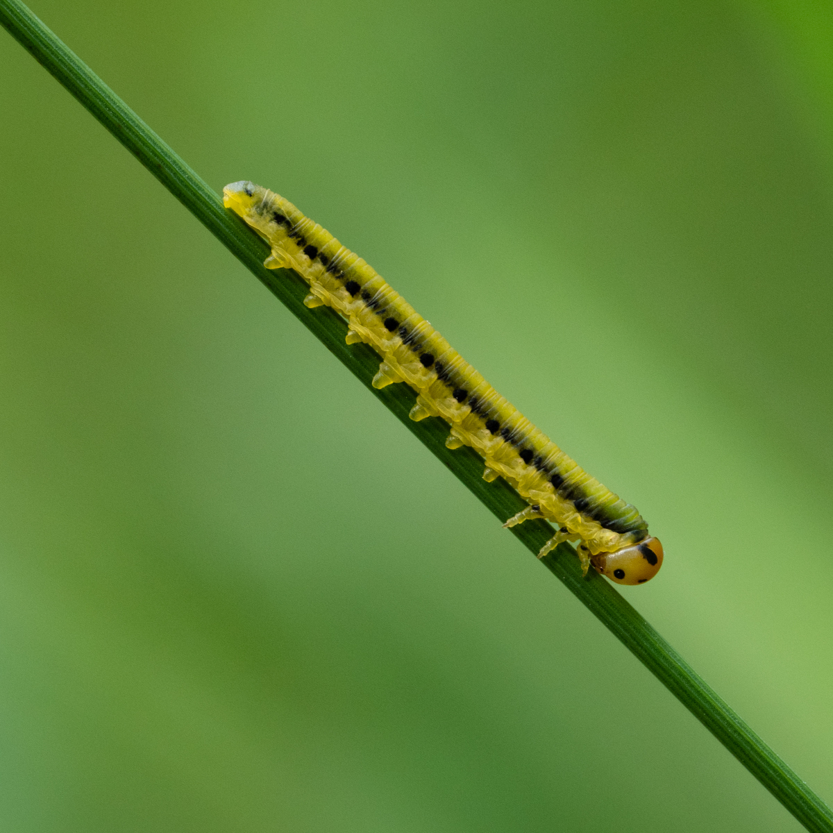 Blattwespe Raupe | d-pixx.de Forum