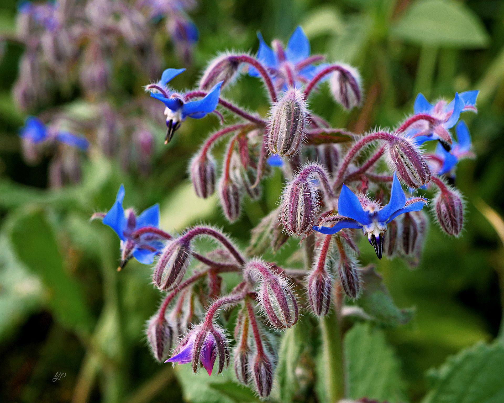 Blaue Bienen-Blumen