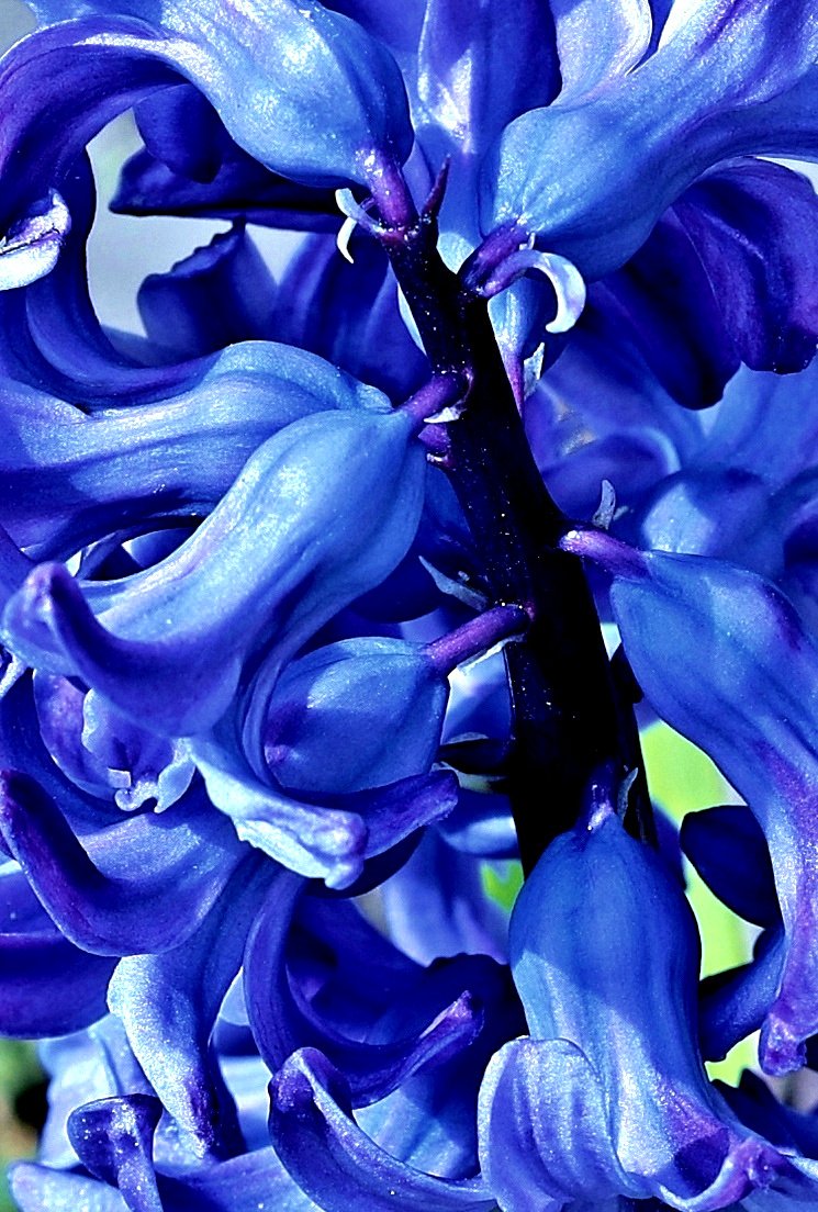 Blaue Blütenkelche