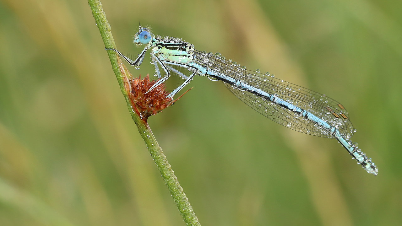 Blaue Federlibelle