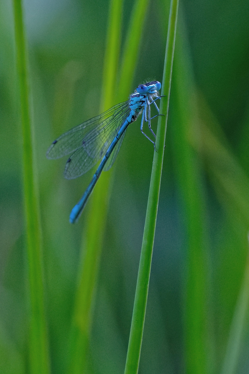 Blaue Libelle 2.0.jpg