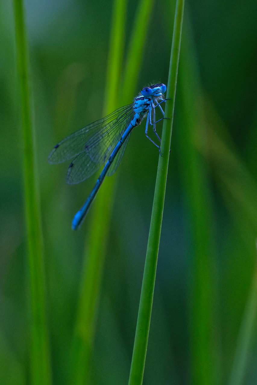 Blaue Libelle