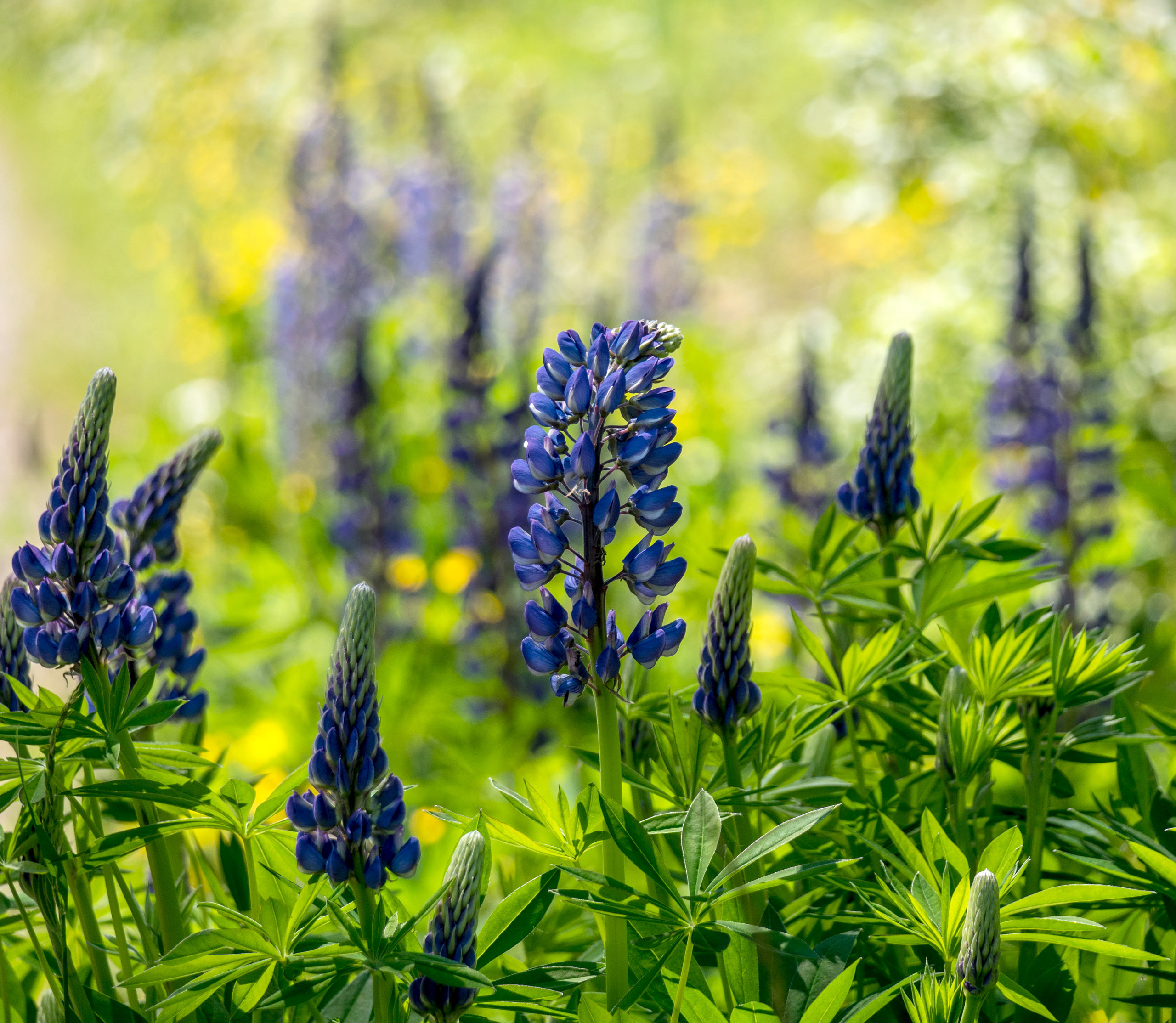 Blaue-Lupine