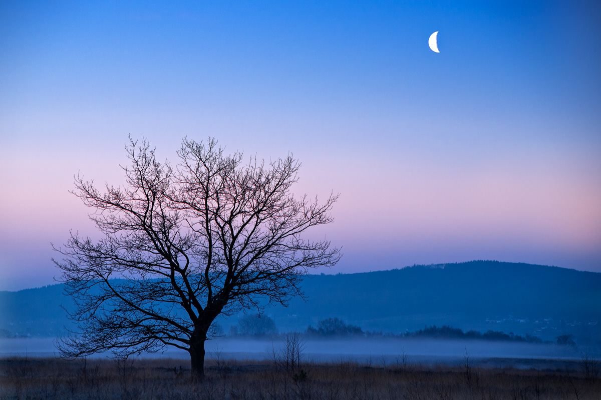 Blaue Stunde im Moor