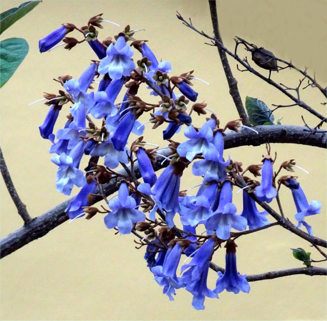 Blauglockenbaumblüten