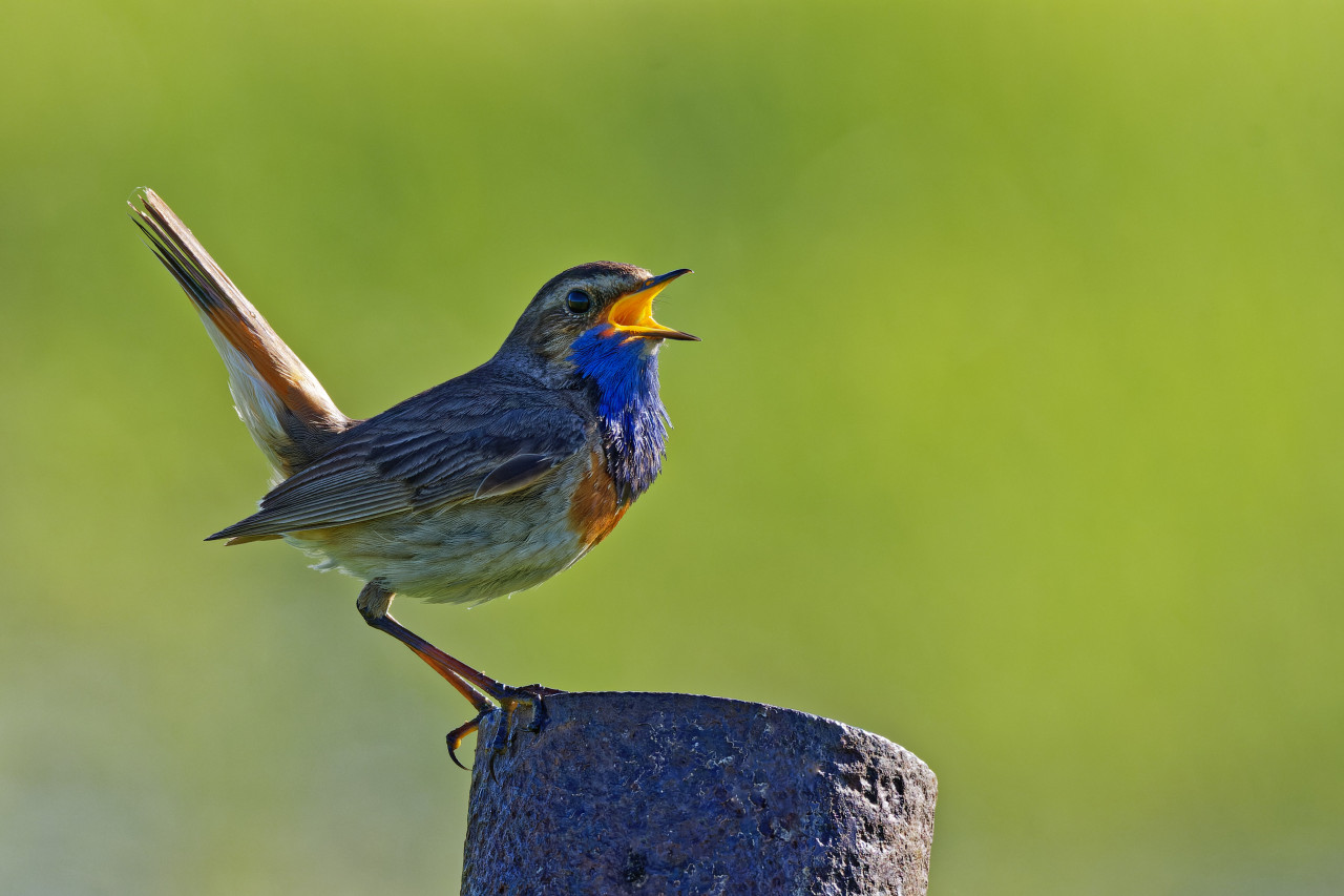 Blaukehlchen