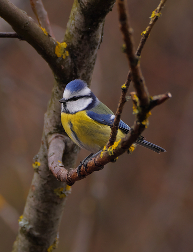 Blaumeise (Cyanistes caeruleus)