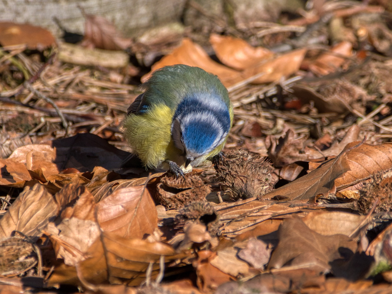 Blaumeise II