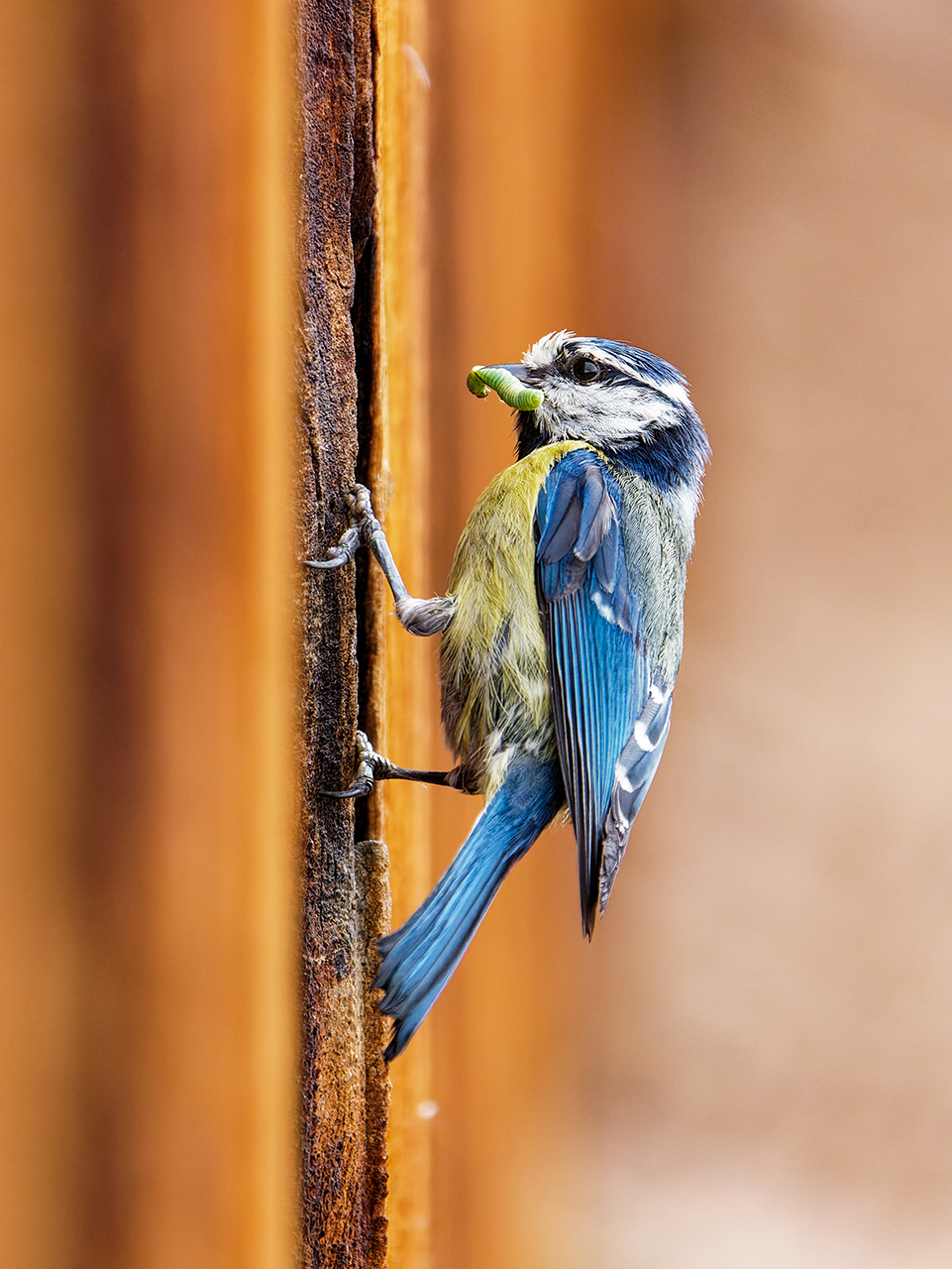 Blaumeise mit Beute.jpg