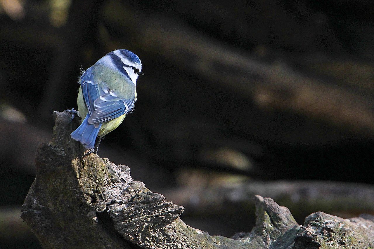 Blaumeise