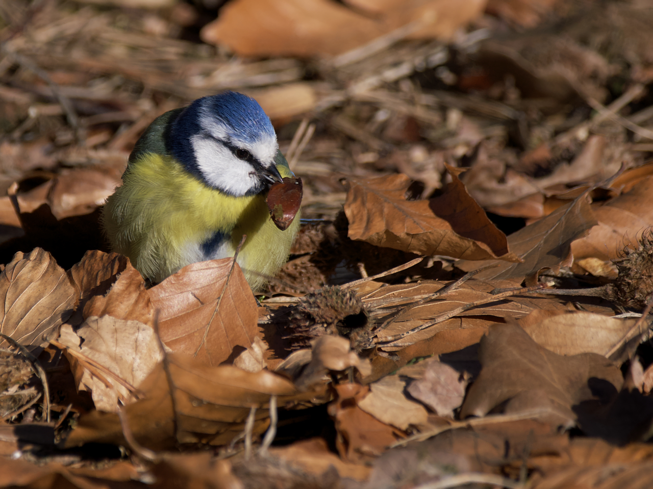 Blaumeise