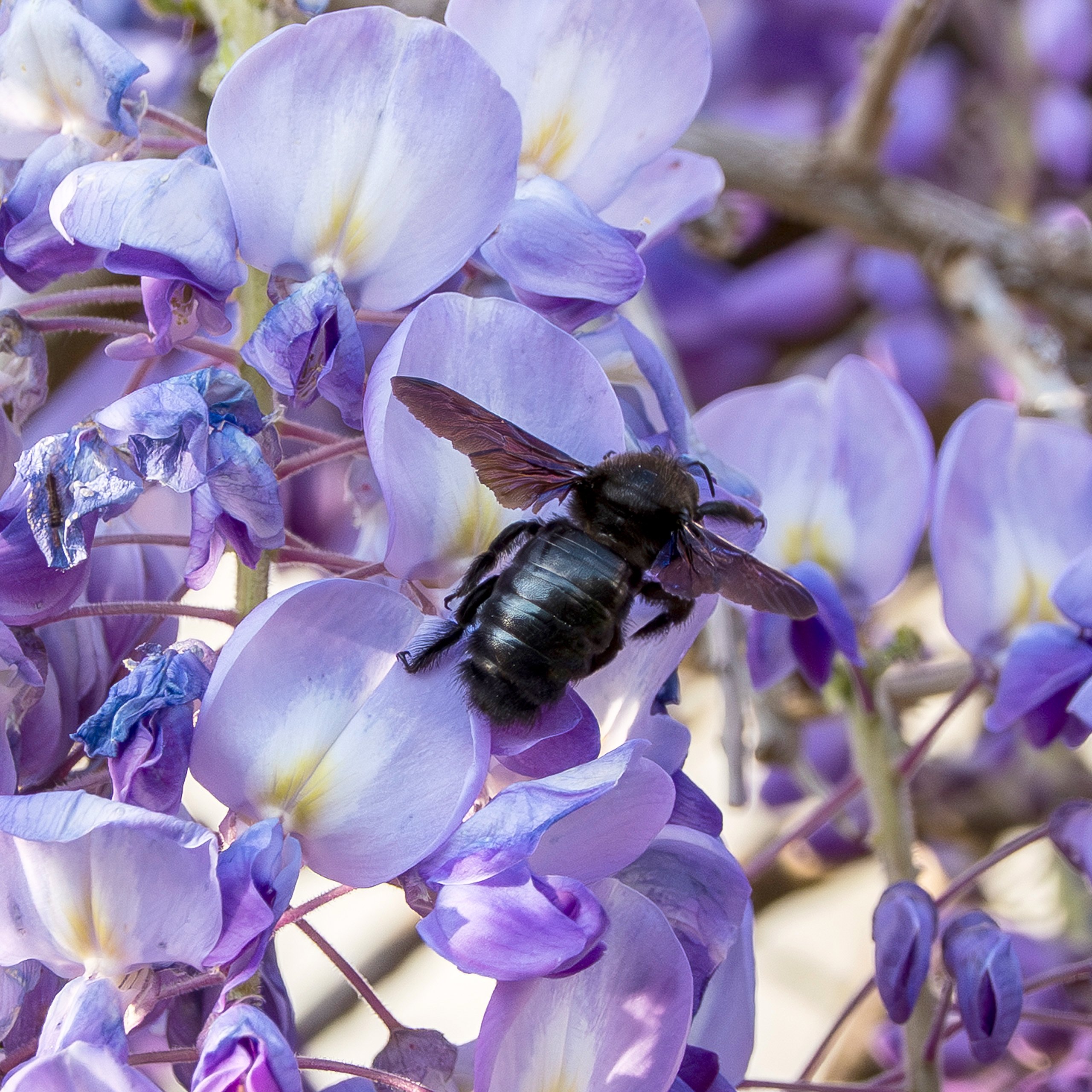 Blauschwarze Holzbiene