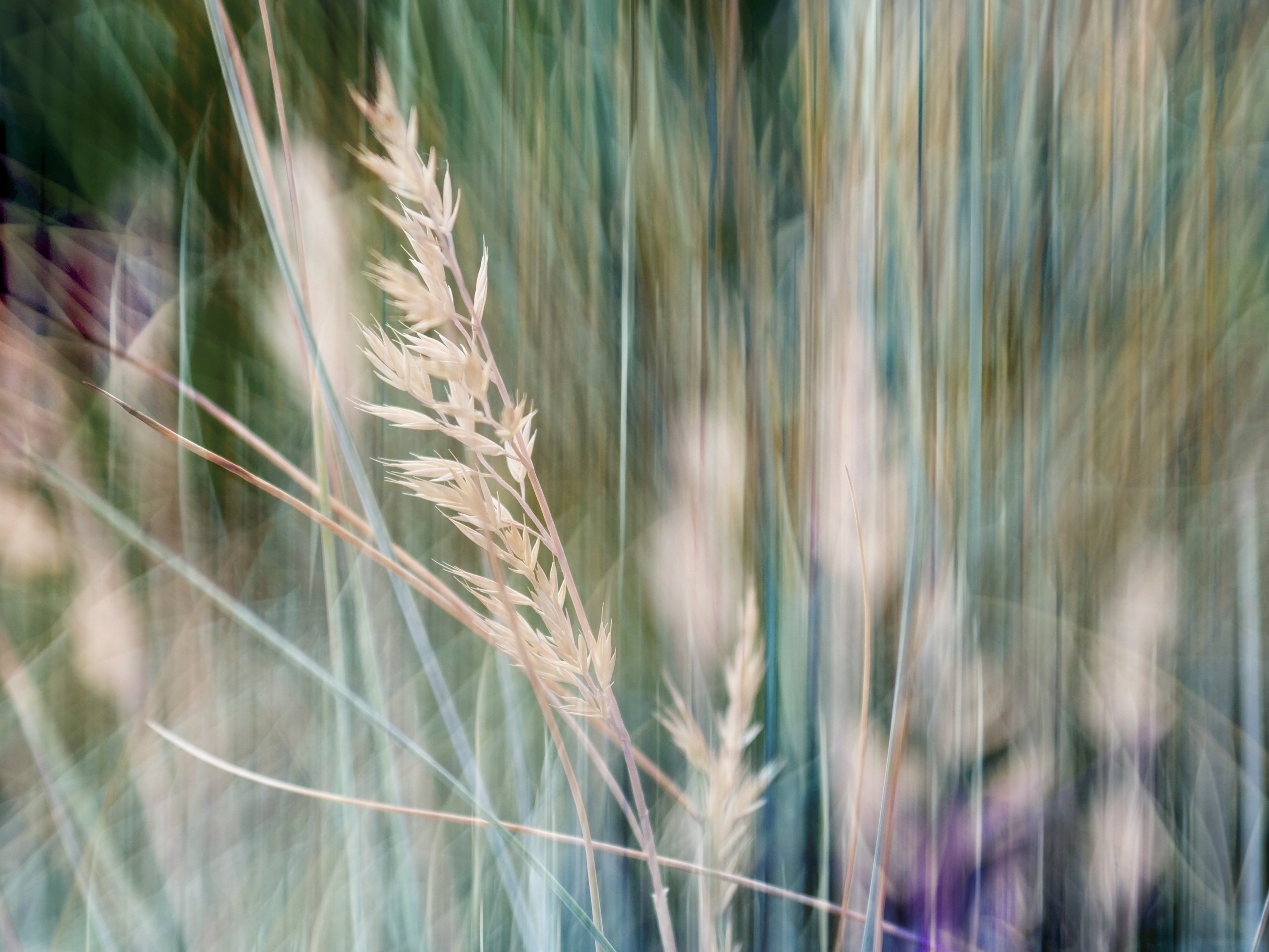 Blauschwingelgras