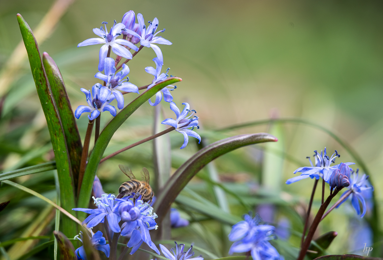 Blausternchen mit Bienchen