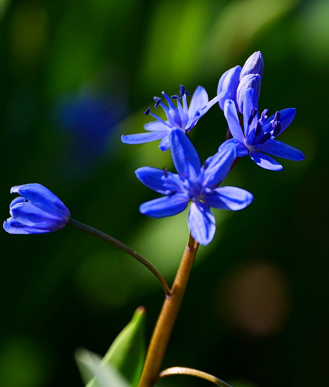 Blausternchen