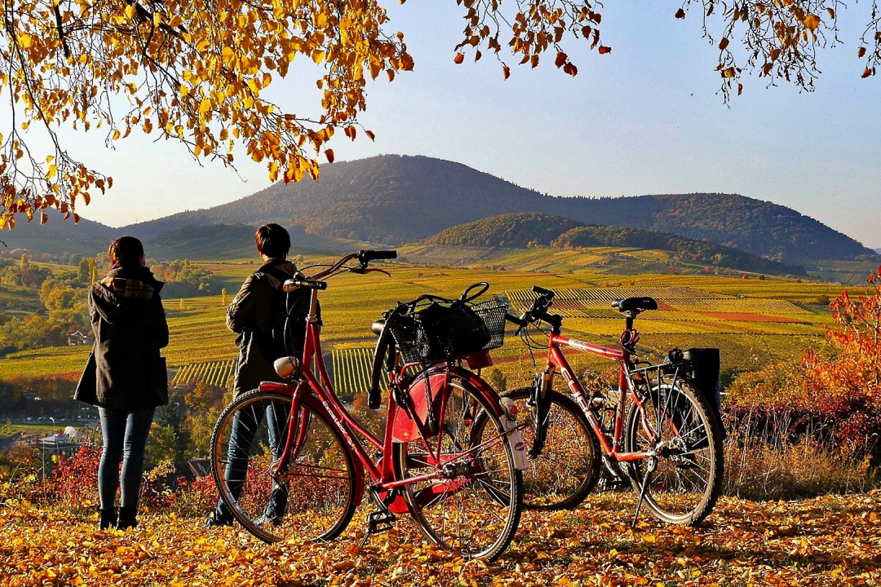 Blick ins Weinparadies