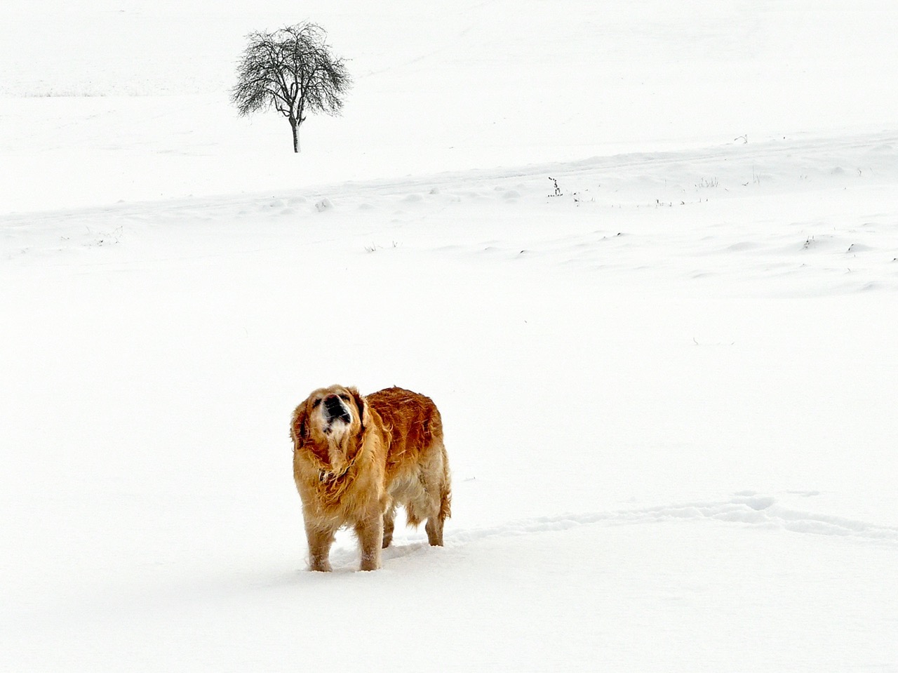 Blick zum Schneehimmel .jpg