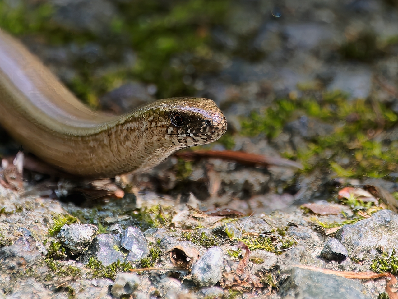 Blindschleiche (Portrait)