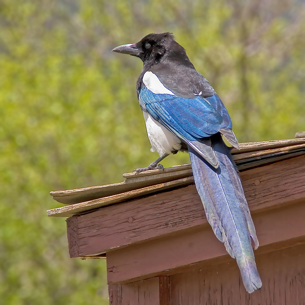 Blue Jay