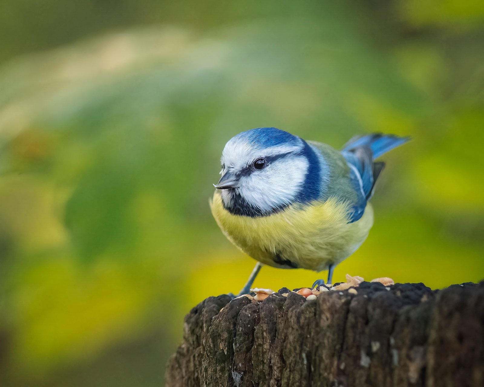 Blue Tit