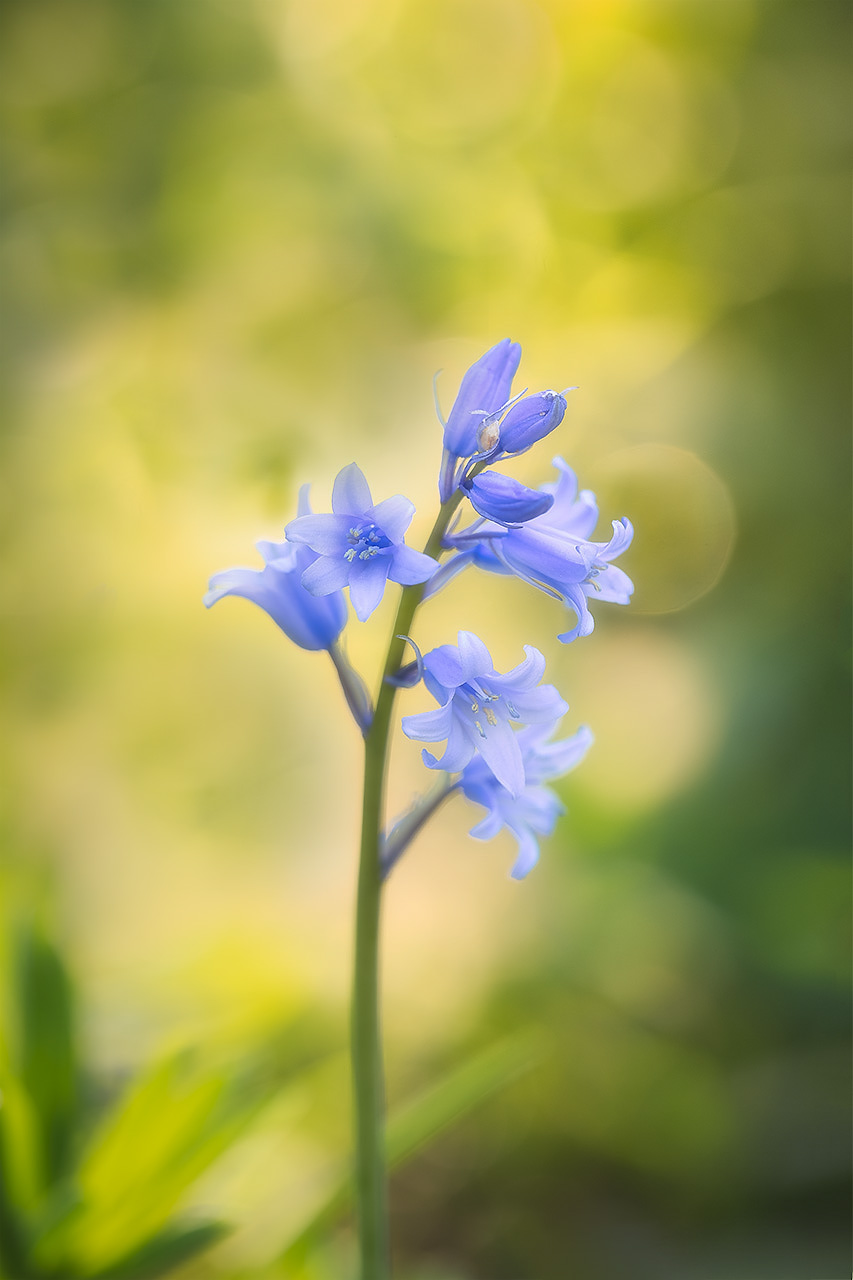 Bluebells II