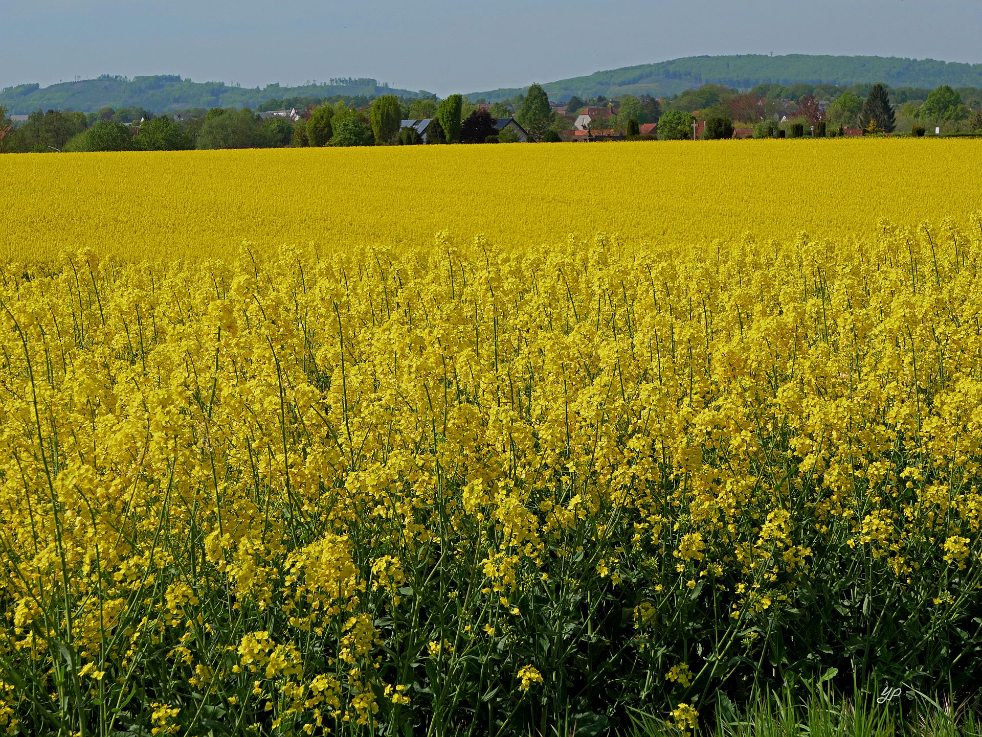 Blühende Aussichten