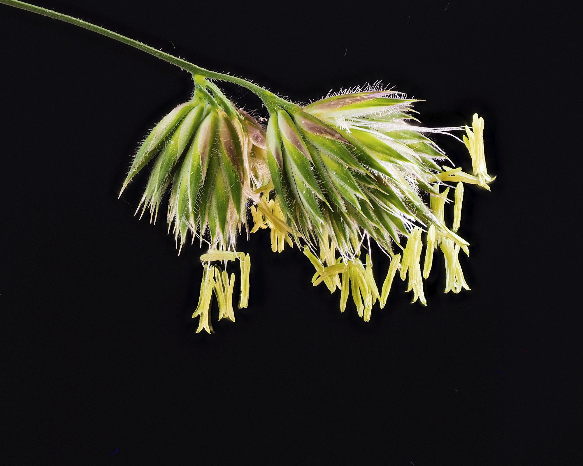 blühendes Knäuelgras