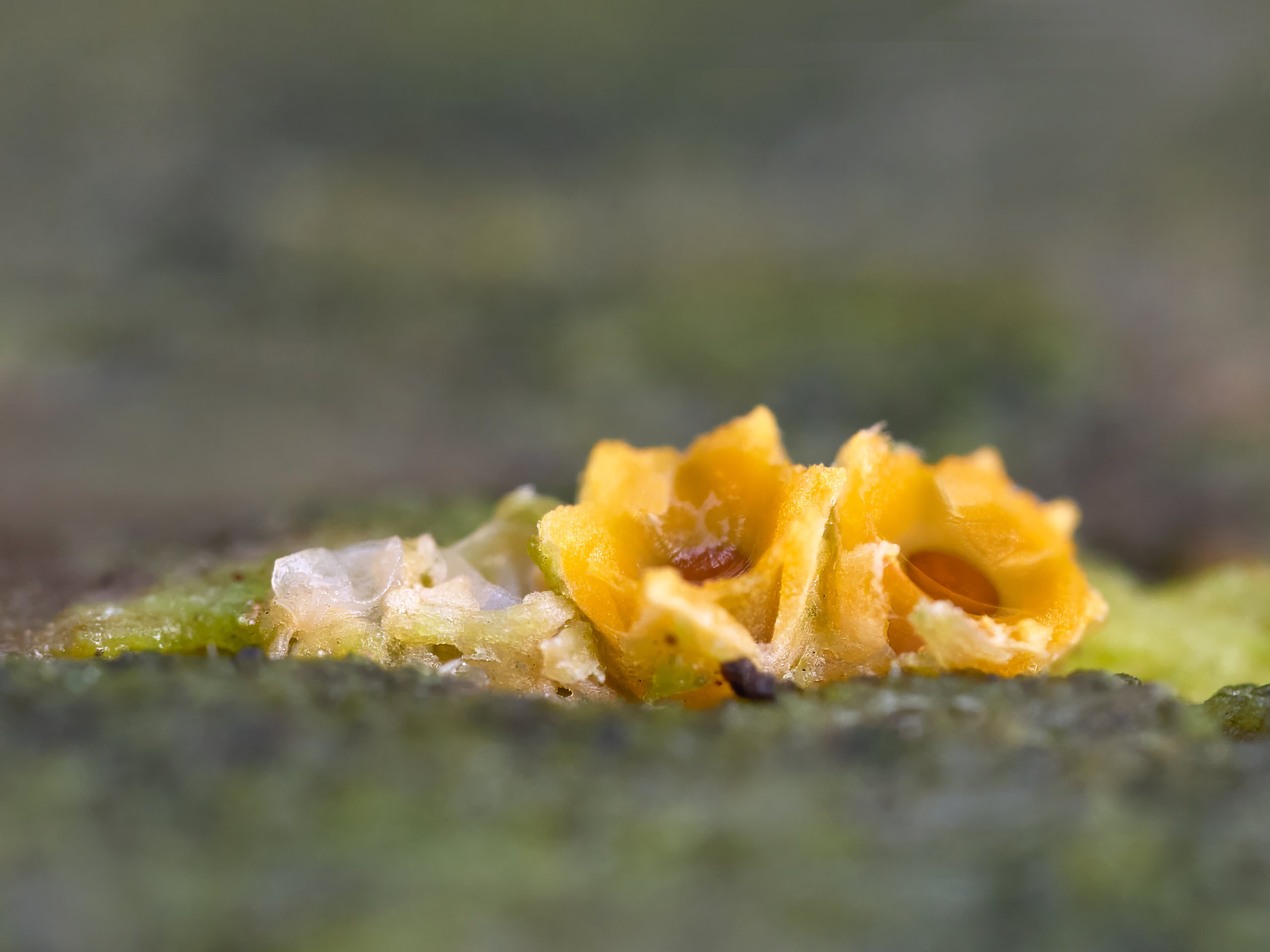 Blümchen auf Totholz