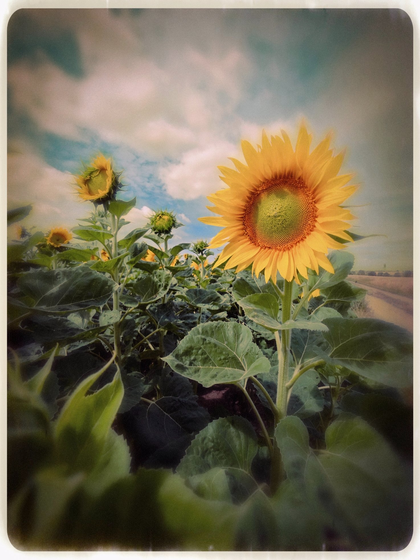 Blümchen-Bild