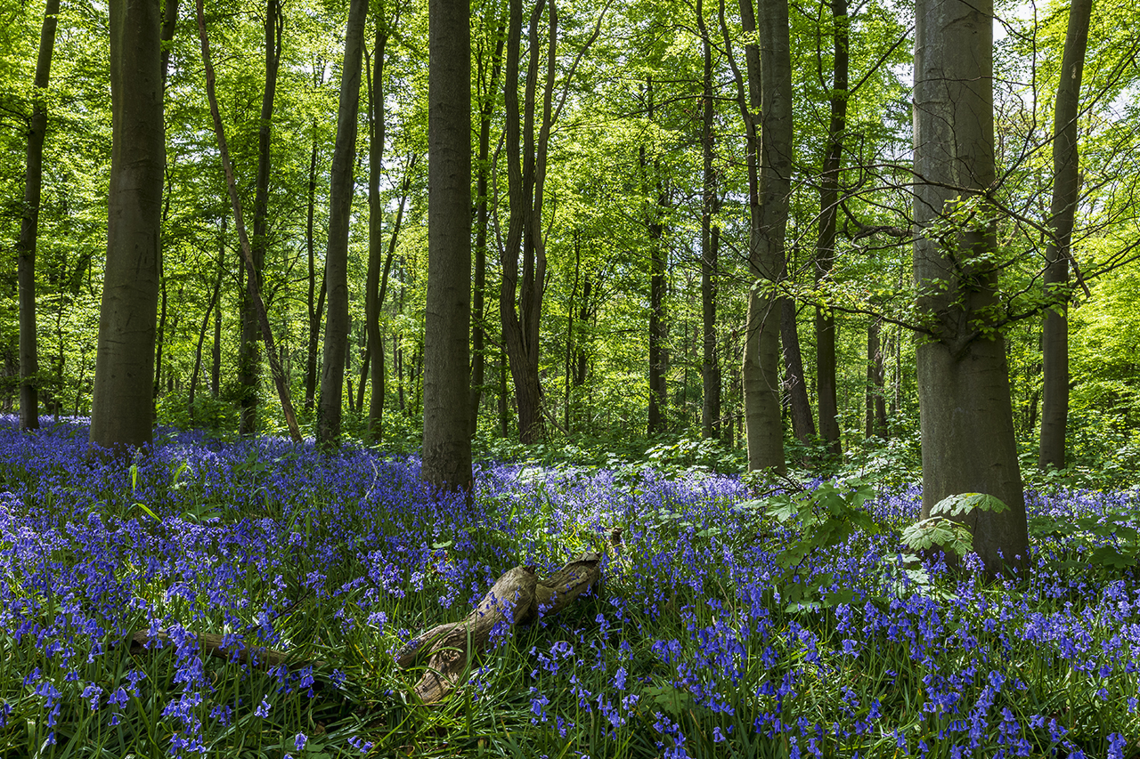 Blümchen im Wald