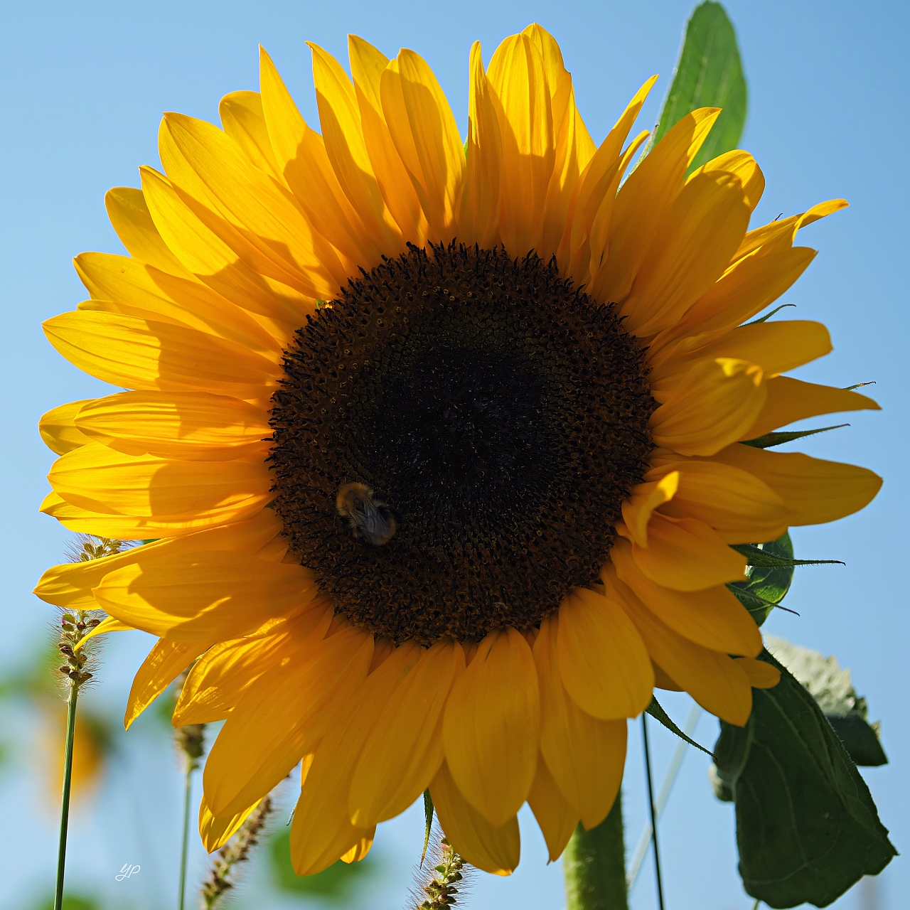 Blümchen mit Bienchen