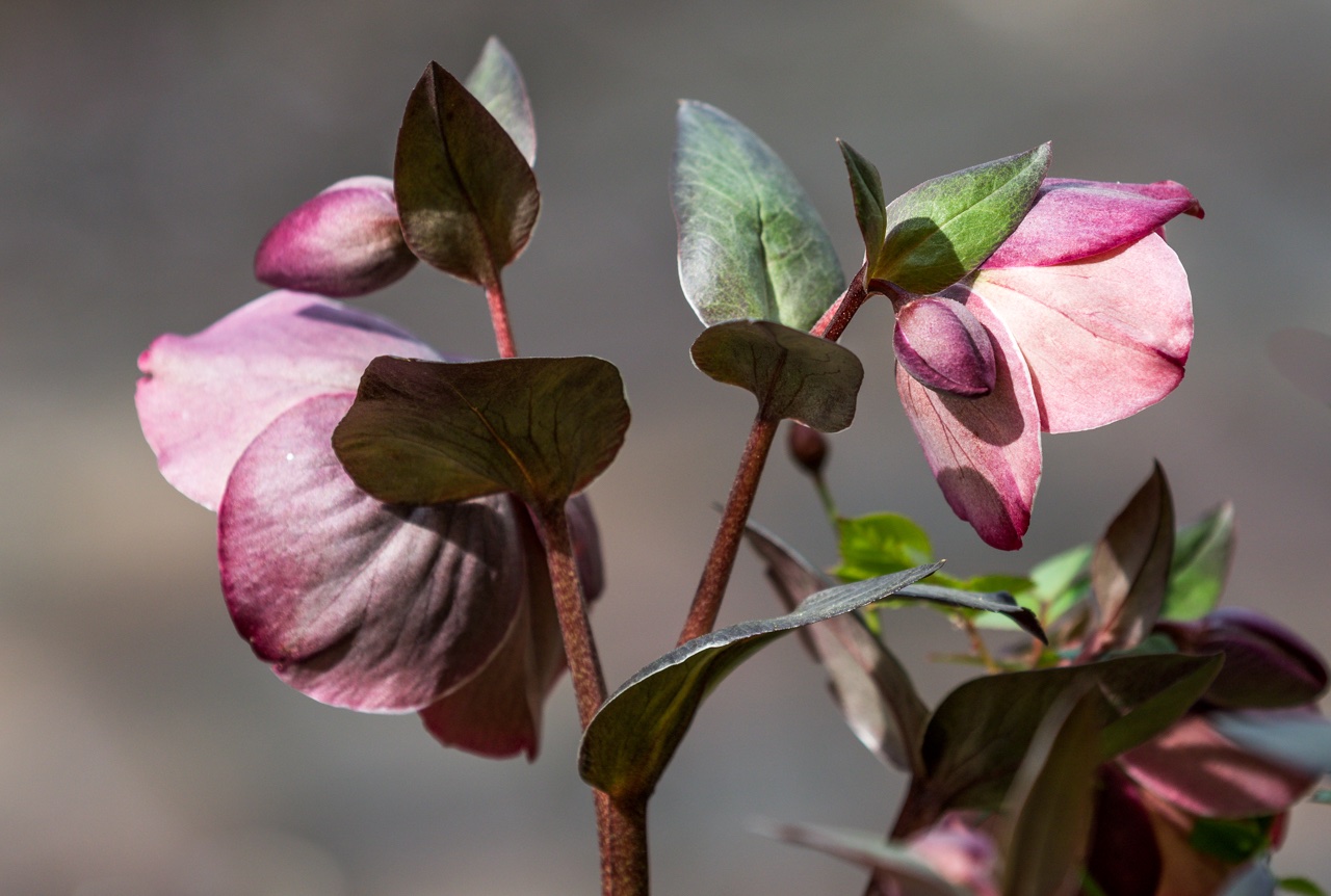 Blümchen von hinten