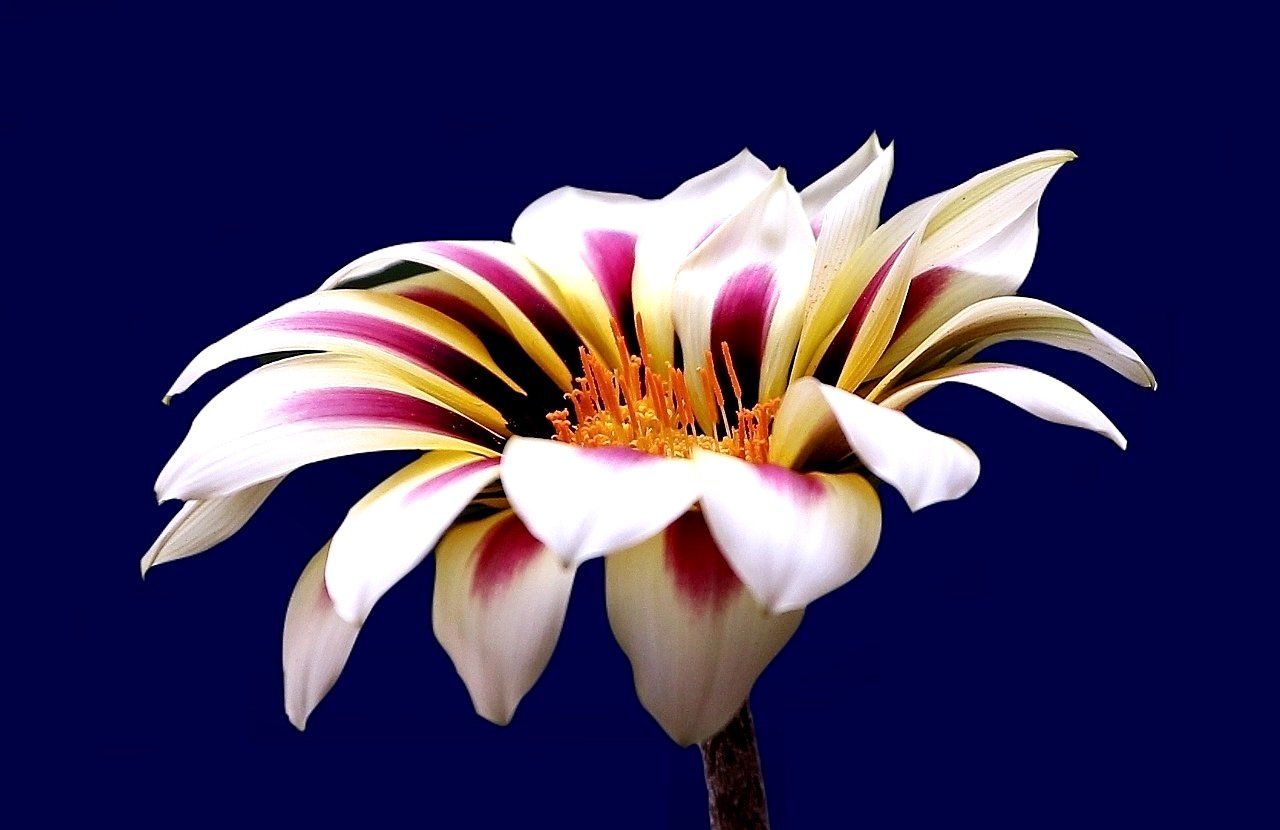 Blüte auf blau