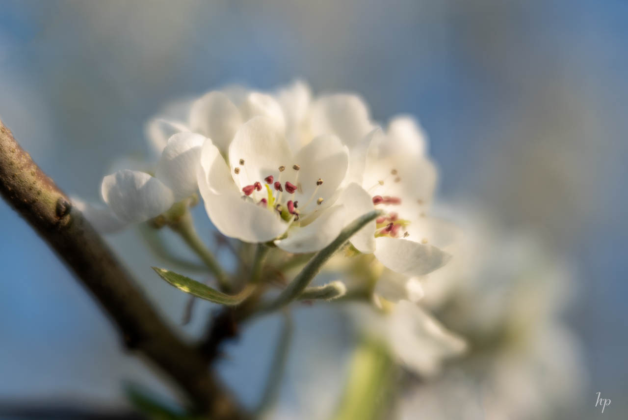 Blüte der weidenblättigen Birne