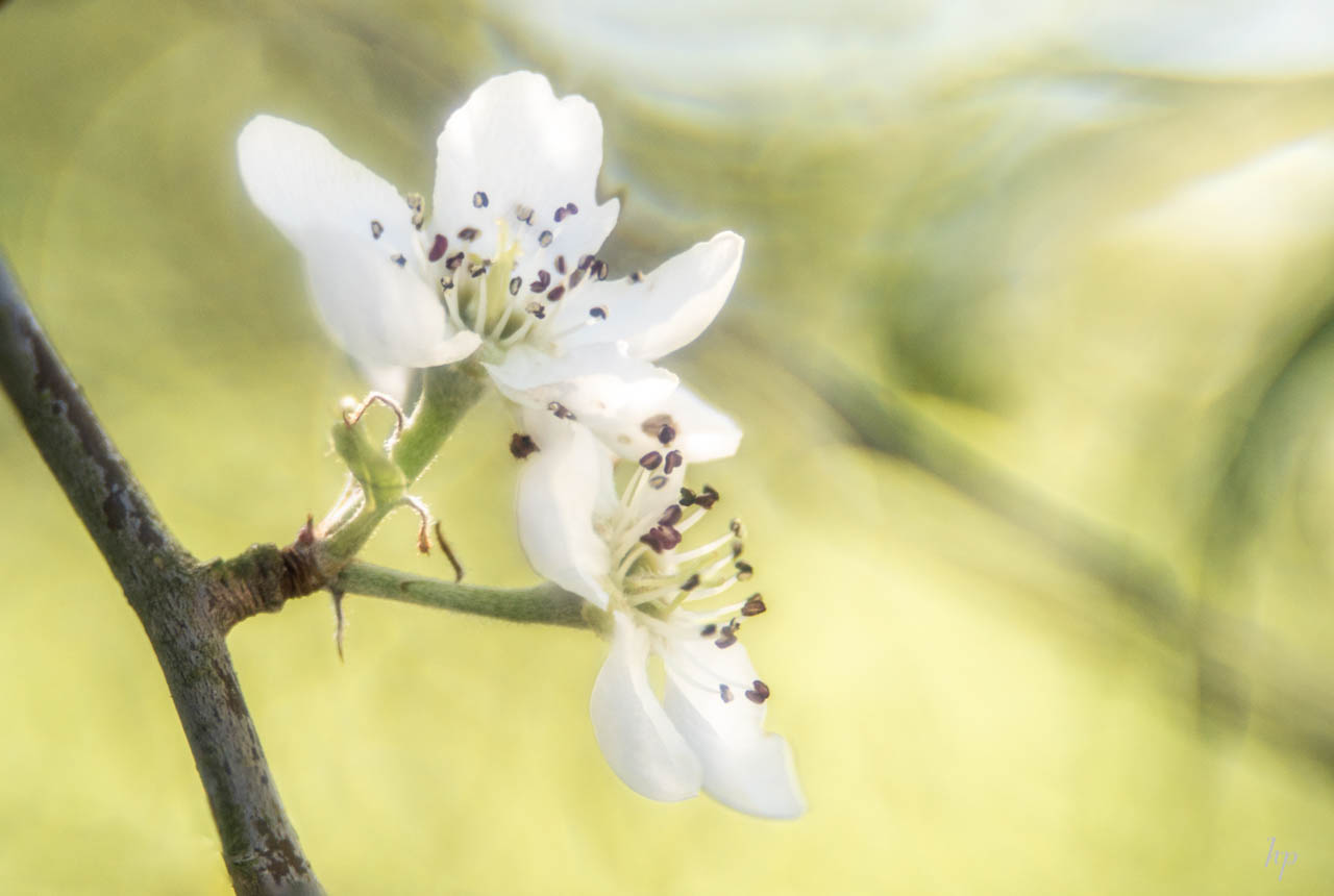 Blüte der weidenblättrigen Birne