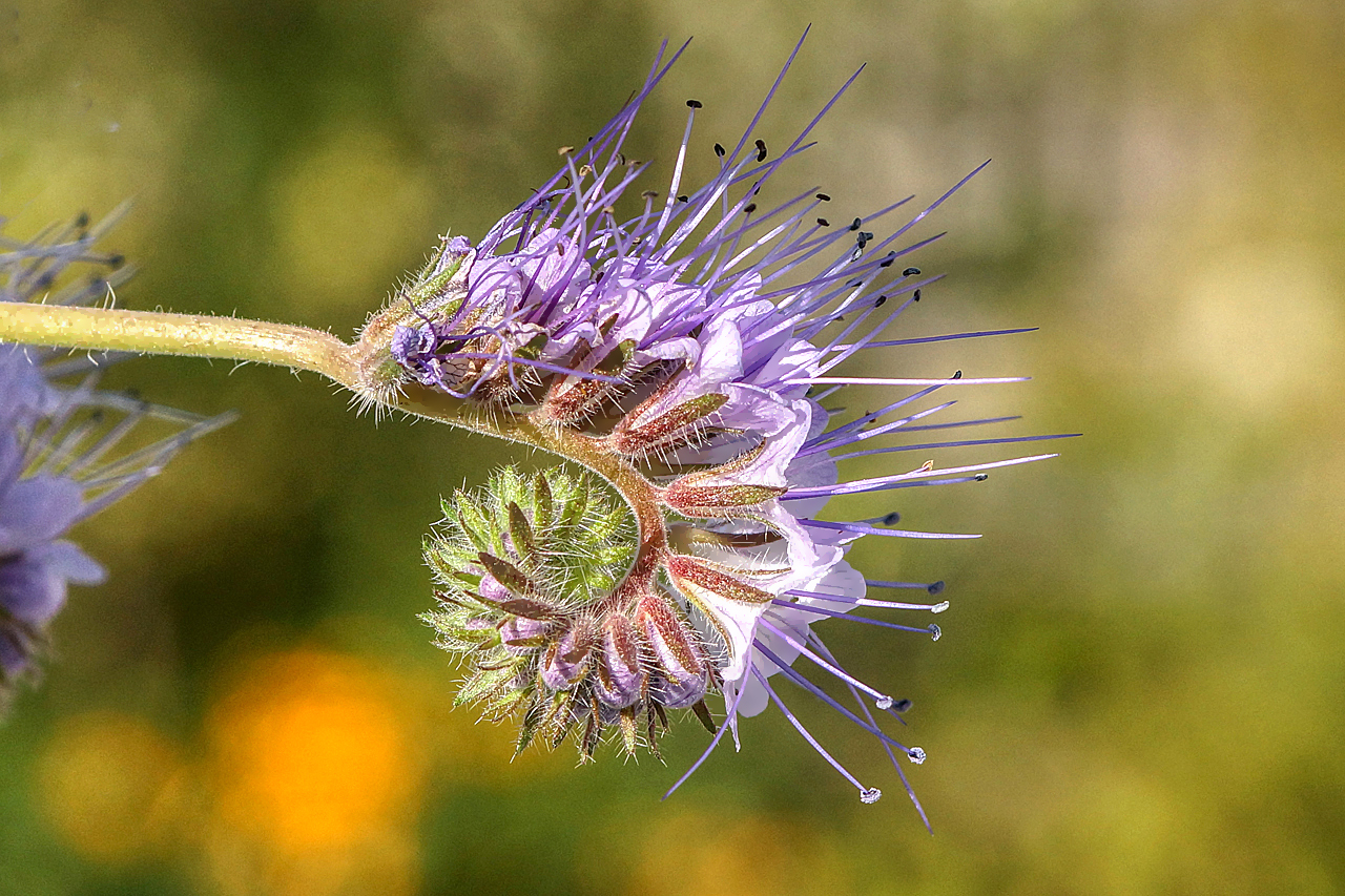 Blüte.jpg