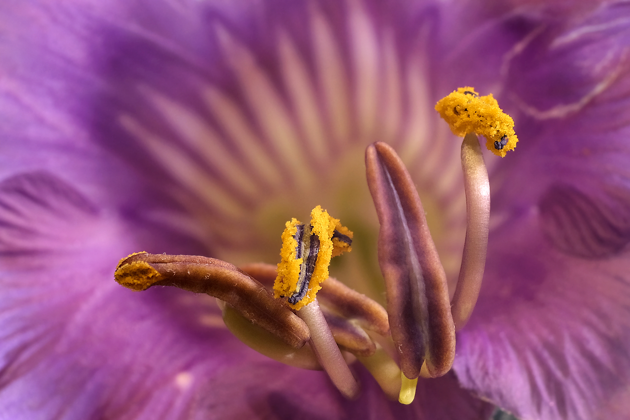 Blüte mit Pollen