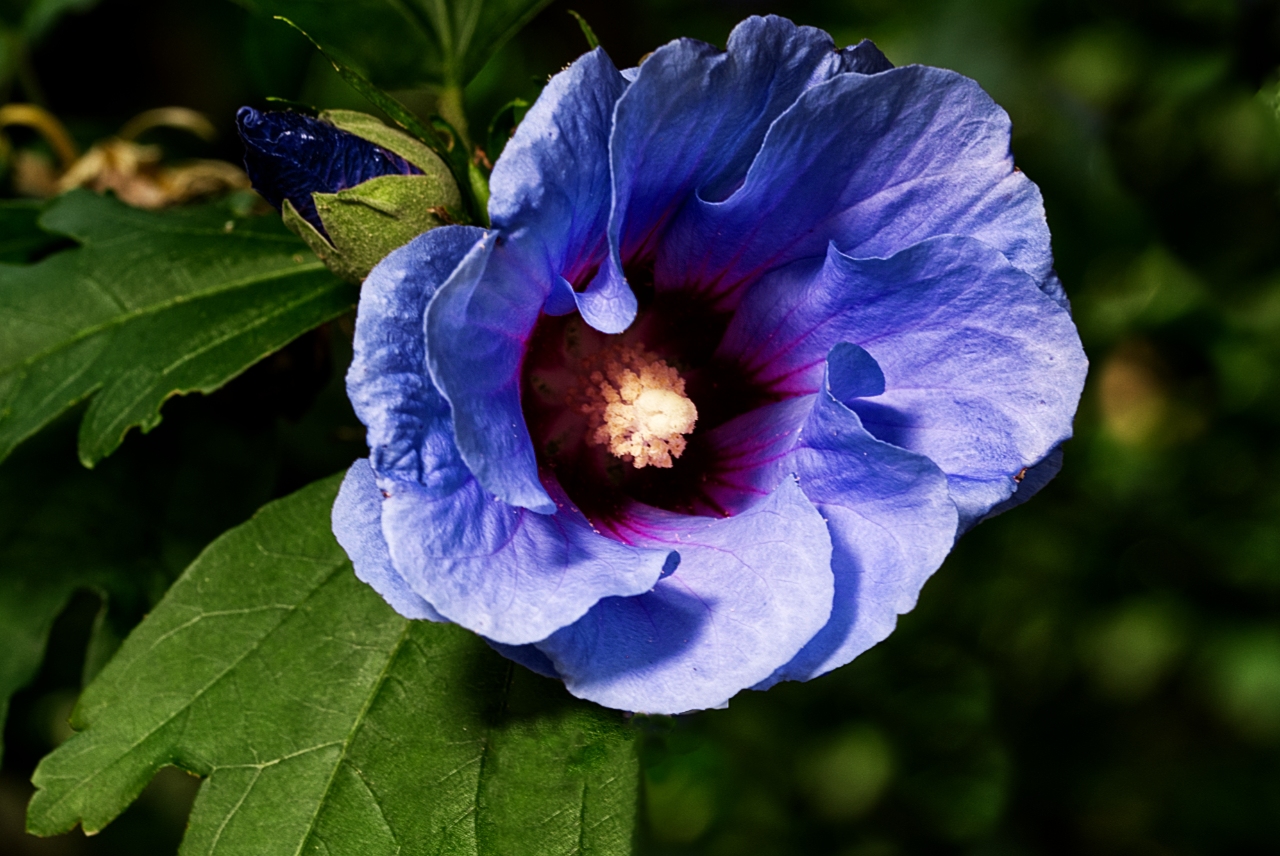 Blüte von unserem Hibiskus Baum