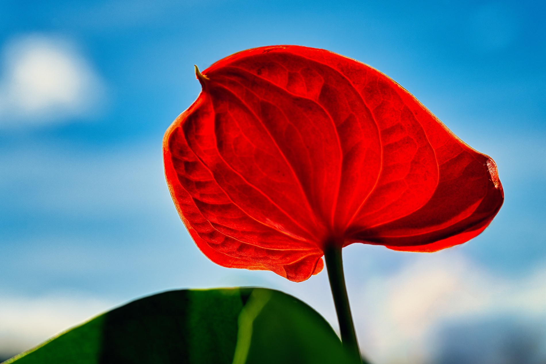 Blüte