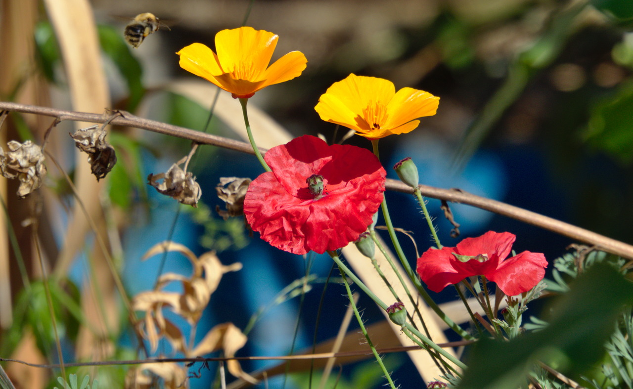 Blüten bunt