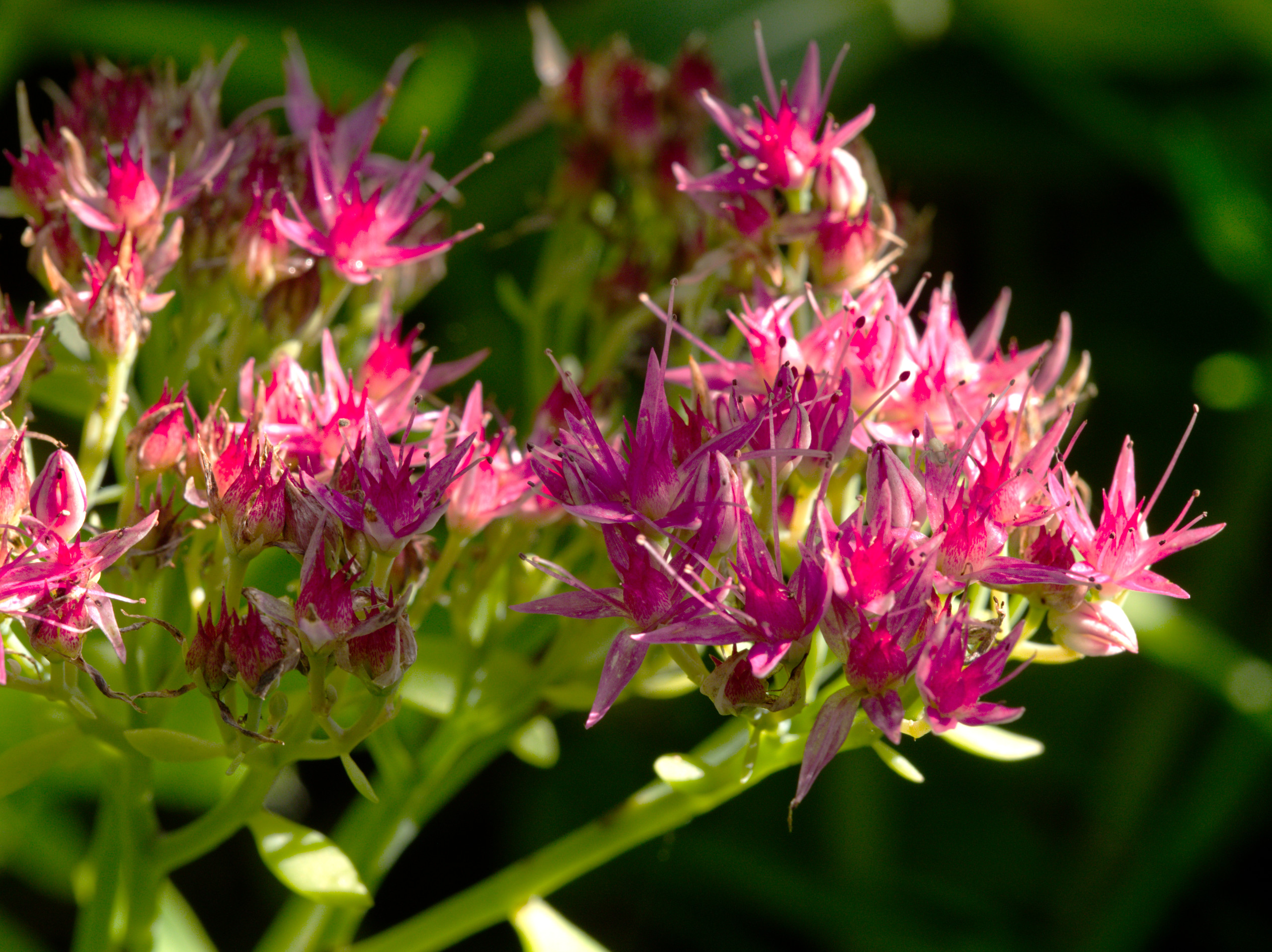 Blüten der Fetthenne